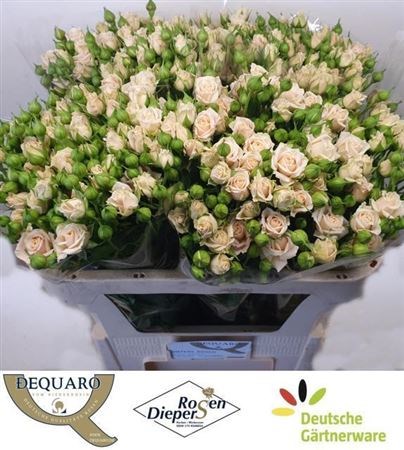 Роза куст-Rosa tr-Tanja-70cm 6a947c4f-bfa5-11ec-0a80-0b4c0007e607
