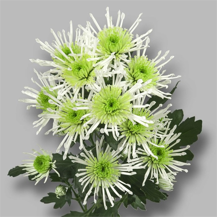 Хризантема сант-Chrysant sant-Aaa Anura Gree-55cm-100gr 6a967cb3-137e-11ef-0a80-17b00002d210