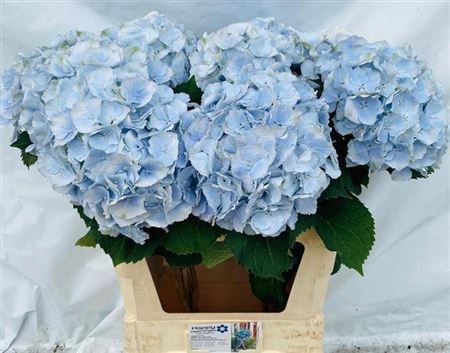 Гортензия-Hydrangea-М Ch Verena Bl-//80cm 6abead28-6b20-11f0-0a80-137e002352ac