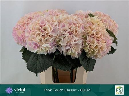 Гортензия-Hydrangea-M My Pinktou Cl-/80cm 6af146d1-37fc-11f0-0a80-03080013dcfb
