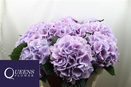 Гортензия-Hydrangea-M Royal Benefit-70cm 6afb41f7-137e-11ef-0a80-17b00002d221