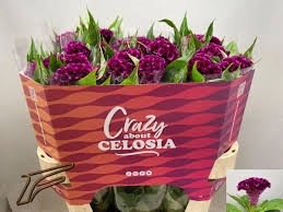 Целозия-Celosia-C Mystic-75cm 6b06cdba-5729-11ef-0a80-027100271033
