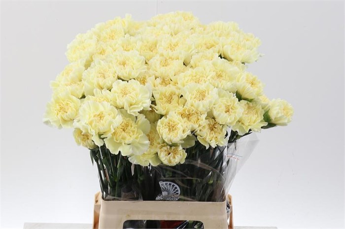 Гвоздика ст-Dianthus st-Cl Poly Minami-65cm 0baeb3cf-bfa4-11ec-0a80-0b4c0006931e