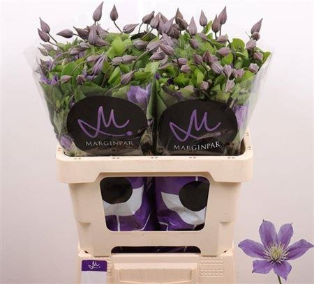 Клематис-Clematis-Amazing Sofia-60cm 6bb86e63-1c6f-11f0-0a80-0672002cd5fa