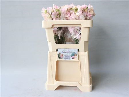Латирус-Lathyrus-White Wedding-55cm 6bdb85a4-1c6f-11f0-0a80-0672002cd615
