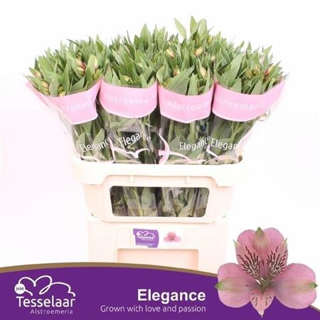 Альстромерия-Alstroemeria-Elegance-75cm 6c339c2f-f99f-11ed-0a80-115900010d67