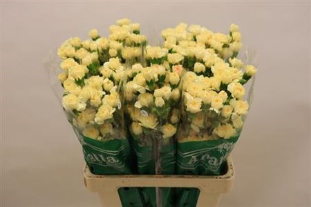 Гвоздика куст-Dianthus Tr Creme Intermez--60cm 009d2b29-bfa4-11ec-0a80-0b4c000689d5