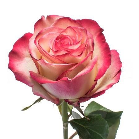 Роза-Rosa-Paloma-50cm-IS 6c4ddff4-4fd7-11ef-0a80-0360000764ca