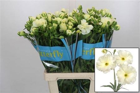 Ранункулус-Ranunculus-Butterfly Graces-70cm-65gr 6c53f4db-1c6f-11f0-0a80-0672002cd6a8