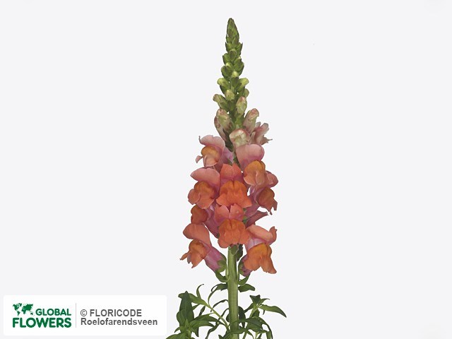 Антирринум-Antirrhinum-Monaco Orange-75cm 6c5cac9c-6753-11ee-0a80-0f270006b047