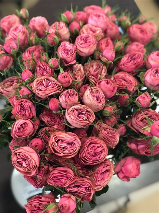 Роза куст-Rosa sp-Grand Trendsetter--50cm-Si 6c5d7fc9-ee4b-11ee-0a80-00dd0019fb7c