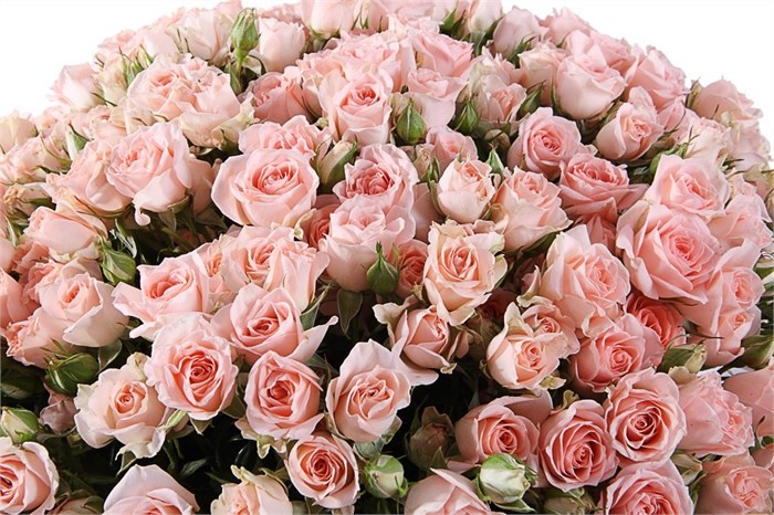 Роза куст-Rosa sp-Sweet Sara-60cm-Ks 6c8f1546-c1f0-11ee-0a80-0ed0000ec5cf
