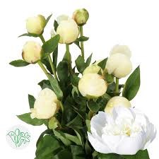 Пион-Paeonia-L Bridal Shower-55cm 6c903800-1c6f-11f0-0a80-0672002cd6b4