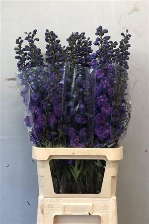 Дельфиниум-Delphinium-Du Christel-80cm 6c90abf3-6753-11ee-0a80-0f270006b04a