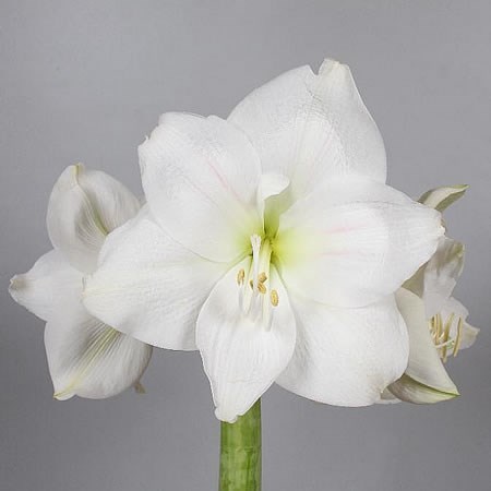 Амариллис St-Hippeastrum St-Ga Mont Blanc--85cm 6ca39808-c351-11ee-0a80-1773001b9358