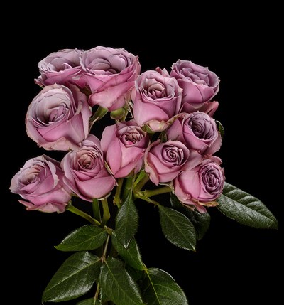 Роза куст-Rosa sp-Lavender Irischka-50cm-EA 6cae5ba0-b52e-11ee-0a80-095d001019b2