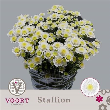 Хризантема куст-Chrysant Tr-T Stallion-70cm-65gr 6ccaf301-1c6f-11f0-0a80-0672002cd702