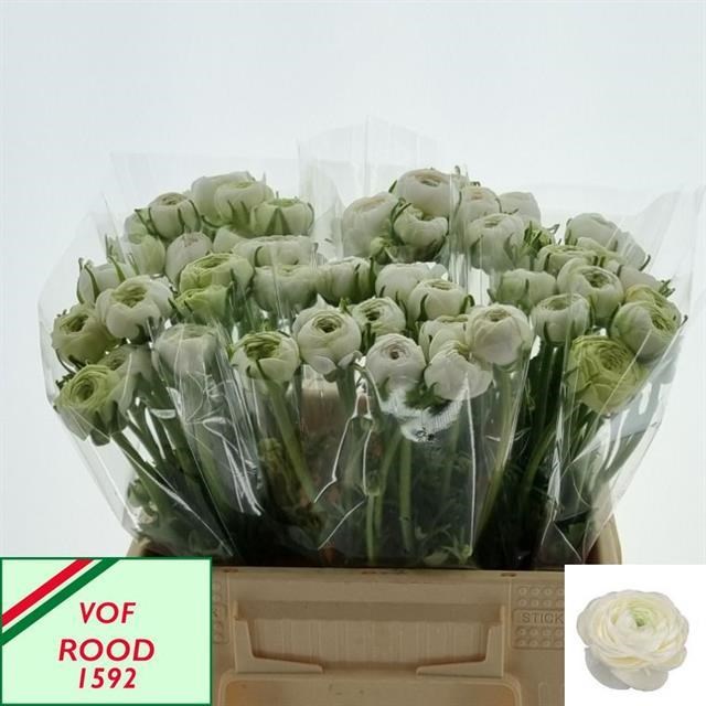 Ранункулус-Ranunculus-El White-42cm-20gr 6cd87cc2-6753-11ee-0a80-0f270006b04d
