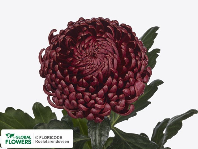 Хризантема одн-Chrysant Gr-Bigoudi Red-80cm-95gr 0beeec7d-bfa6-11ec-0a80-0b4c00086e07