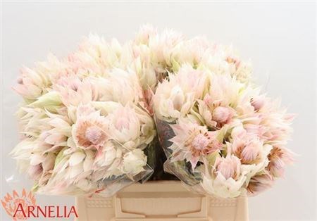 Серрурия-Serruria-F Sup Blush--40cm 6d77ce48-2856-11ed-0a80-0692000e4559
