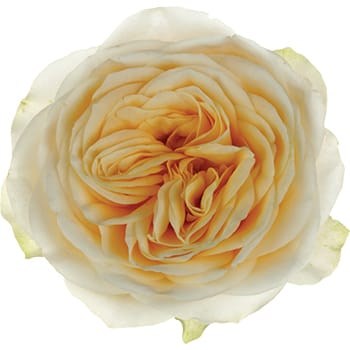 Роза-Rosa-Butter Cup-40cm-RS 6dcf519f-928d-11ed-0a80-0f5600160d03