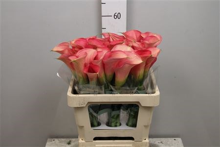 Калла-Zantedechia-Auckland-50cm 6e2e4992-bfa4-11ec-0a80-0b4c0006f0e0