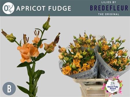 Лилия-Lilium-La Apricot Fudge--80cm 6e3be928-1daf-11ef-0a80-0b0a0011aef1
