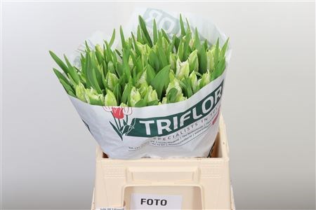 Тюльпан-Tulip-Pa Cabanna-37cm-34gr 6e82b433-b478-11ed-0a80-06cd000ca673