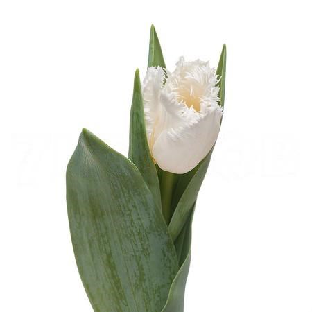 Тюльпан-Tulip-Fr Smirnoff-36cm-36gr 6ea44c3b-b478-11ed-0a80-06cd000ca679