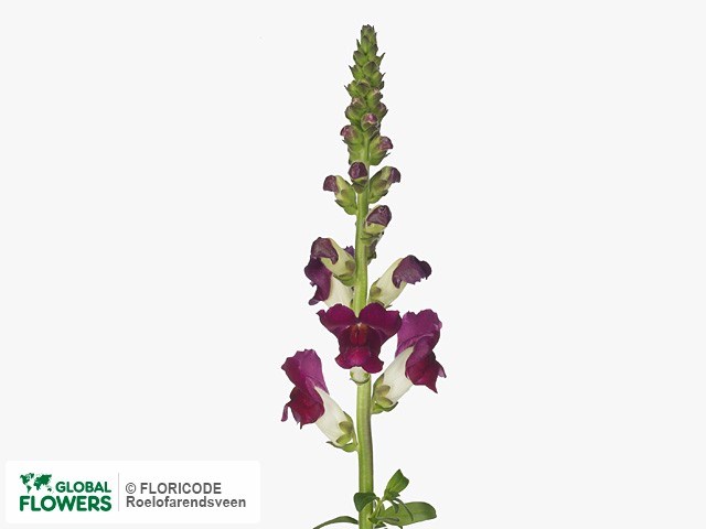 Антирринум-Antirrhinum-Red Delilah-80cm 6eb0fb22-7363-11ee-0a80-130d0018458e