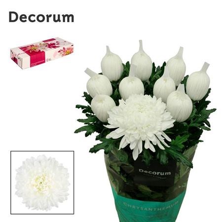 Хризантема одн-Chrysant Gr-Gagarin-75cm-85gr 6f090581-b478-11ed-0a80-06cd000ca691