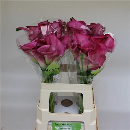 Калла-Zantedechia-Capt Samba-60cm 6f1f2ef9-bfa4-11ec-0a80-0b4c0006f1e4