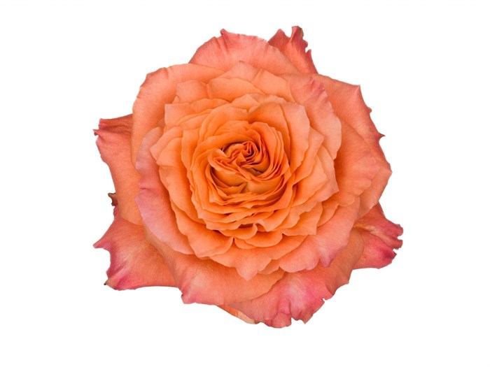 Роза-Rosa-Free Spirit-60cm-VS 6f314401-17ad-11f0-0a80-0589007c220c