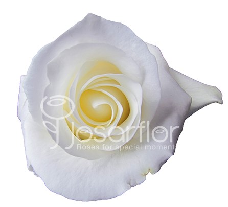Роза-Rosa-Tibet!-60cm-VS 6f444571-17ad-11f0-0a80-0589007c2221
