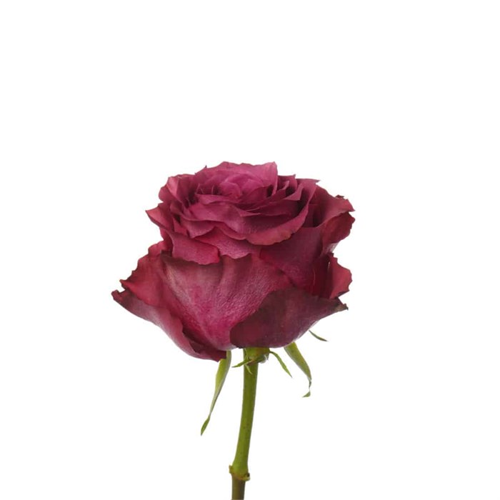 Роза-Rosa-Blueberry-60cm-QA 6f610135-bfa9-11ec-0a80-0b4c000bc75e