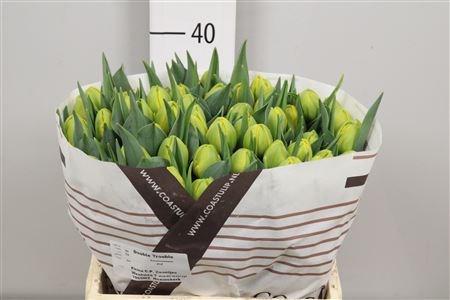 Тюльпан-Tulip-Du Double Trouble-40cm-40gr 6f619615-b478-11ed-0a80-06cd000ca69d