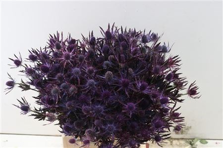 Эрингиум-Eryngium-Red Magic Opgetrokken-60cm 6f6936e4-7363-11ee-0a80-130d001845a6