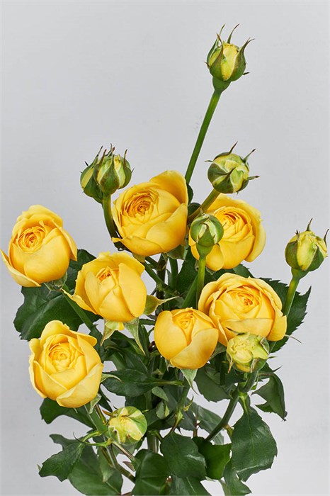 Роза куст. Yelloy Bubbles 60cm (Краснодар) 6f75a6f5-d10f-11ef-0a80-1ac70023384d