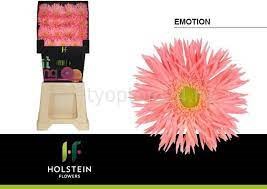 Гербера-Gerbera-Gr Gersp Diamond Emotion-50cm 6f8e0676-283d-11ed-0a80-0f2f00031326