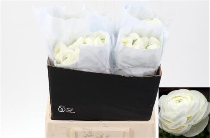 Ранункулус-Ranunculus-White Ecu-45cm 6fc439ad-6db1-11ee-0a80-0be00015aeb2