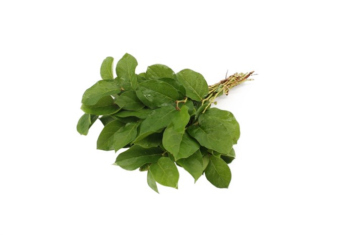 Салал-Salal-Tips-GW 6fd57ded-bfa5-11ec-0a80-0b4c0007e9e1