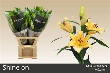 Лилия-Lilium-Ot Shine On-100cm 6fe70ed0-283d-11ed-0a80-0f2f00031329