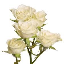 Роза куст-Rosa sp-Cream Majolika-53cm-Ti 6fe909ef-8725-11f0-0a80-079b004603af