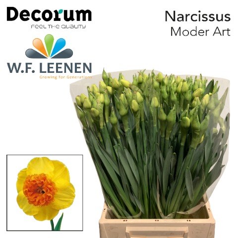 Нарцис-Narcissus-Modern Art-45cm-25gr 6ffa30f2-d0db-11ee-0a80-1611000ccba5