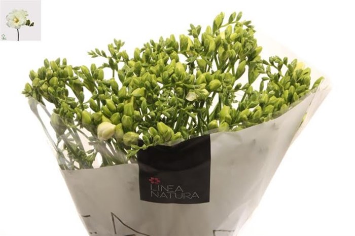 Фрезия-Freesia-Volante Extra-54cm-21gr 7030f058-283d-11ed-0a80-0f2f00031330
