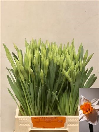 Нарцис-Narcissus-G Johan Strauss-47cm-32gr 70310702-d0db-11ee-0a80-1611000ccbb4