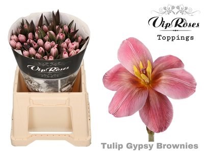 Тюльпан-Tulip-En Gypsy Brown-38cm-28gr 70384ad2-283d-11ed-0a80-0f2f00031333