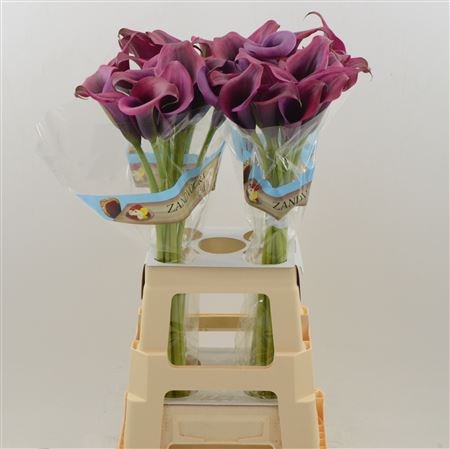 Калла-Zantedechia-Dior-55cm 70884d2b-bfa4-11ec-0a80-0b4c0006f35b