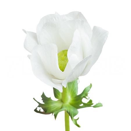 Анемон-Anemone-Mistral White Super-45cm-DA 70a3e99f-a77b-11ed-0a80-00e800037647