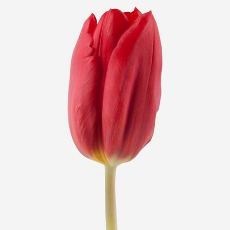 Тюльпан-Tulip-En Strong Love-44cm-34gr 70c20426-d0db-11ee-0a80-1611000ccbc9